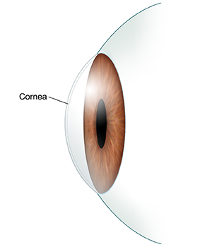 Side view of front part of eye showing cornea.