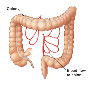 Front view of colon showing arteries supplying blood to colon.