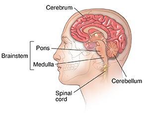 Side view cross section of brain in head showing cerebrum, cerebellum, and brainstem.