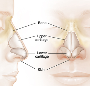 Front and side view of head showing nose cartilage.