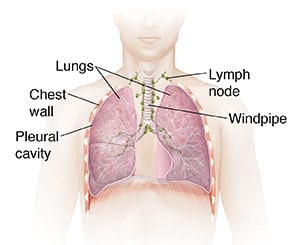 Front view of chest showing trachea and lungs.