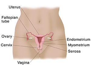 Front view of female pelvis showing cross section of uterus, ovaries, cervix, vagina, and fallopian tubes.