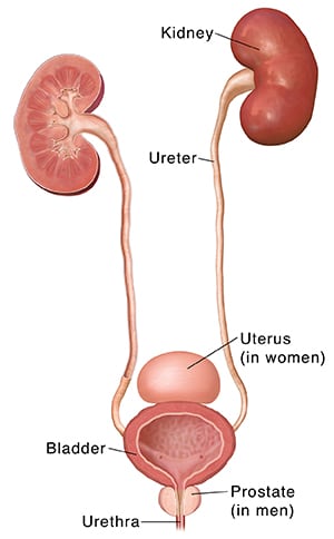 Urinary tract, showing kidneys, ureters, bladder, and urethra, and positions of uterus and prostate.