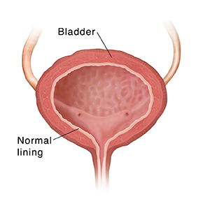 Cross section of bladder.