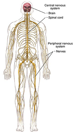 Front view of male body showing nervous system. 