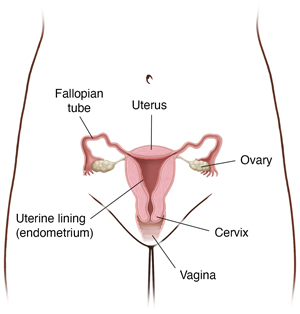 Female pelvic area showing vagina, cervix, uterus, ovaries, and fallopian tubes.