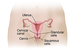 Front view cross section of female reproductive organs.