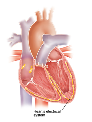 Cross section of heart showing electrical (conduction) system.