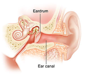 Cross section of child's ear showing outer, inner, and middle ear structures.