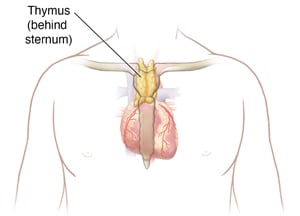 Outline of person's upper body, showing thymus in middle of top of chest behind sternum.