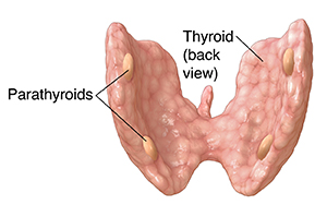 Back view of thyroid showing parathyroids.
