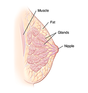 Cross-section side view of breast showing nipple, glands, fat, and chest muscle.