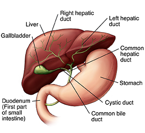 Detailed front view of liver, gallbladder, and stomach.