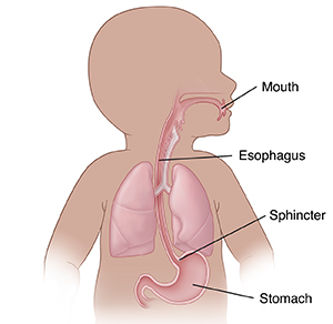 Front view of baby's upper digestive tract, showing mouth, esophagus, sphincter, and stomach.