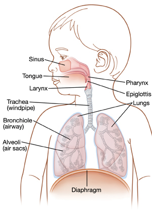 Toddler with head turned to side showing upper and lower respiratory system.