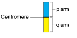Graphic showing chromosome including p arm, q arm, and centromere.