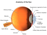 Anatomy of the eye, internal