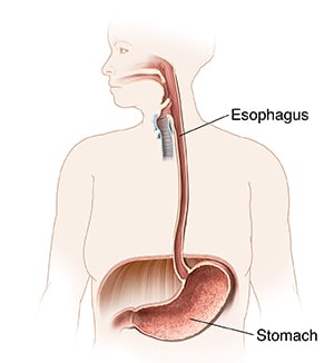 Outline of female showing mouth, esophagus, and stomach.