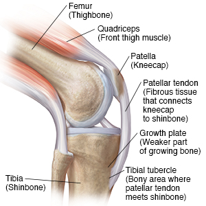 Side view of bent knee showing quad muscles, femur, kneecap, tibia, and growth plate.