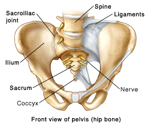 Front view of the pelvis (hip bone) showing the sacroiliac joint showing the spine, ligaments, ilium, sacrum, coccyx, and nerve.