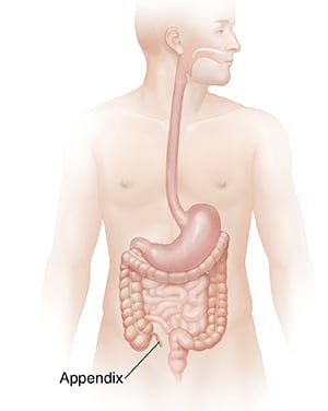 Body showing digestive system.