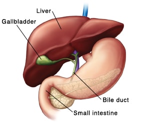 Biliary system, showing liver, gallbladder, bile duct, and small intestine.