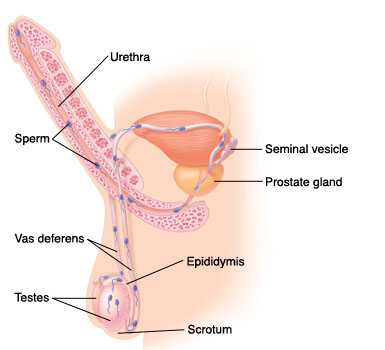 Side view of male reproductive system showing path of sperm.