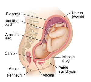 Side view cross section of female body showing pregnancy at 9 months.