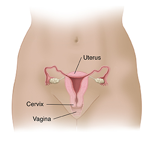 Front view of woman's pelvis showing cross section of uterus, cervix, and vagina.