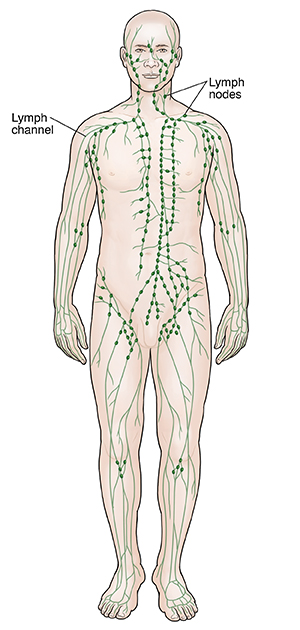 Front view of male outline showing lymphatic system.