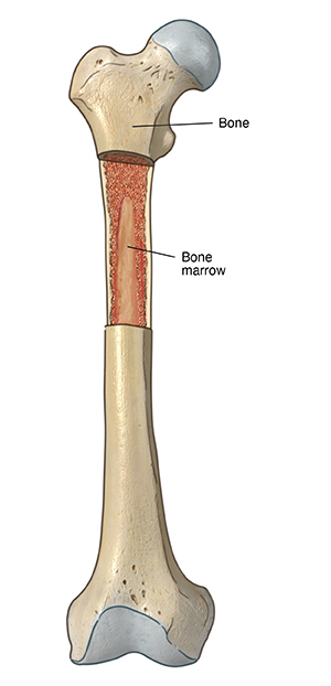 Front view of leg bone with cut section showing bone marrow.