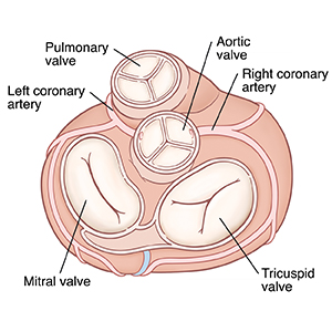 Top view of heart showing pulmonary valve, aortic valve, tricuspid valve, and mitral valve.