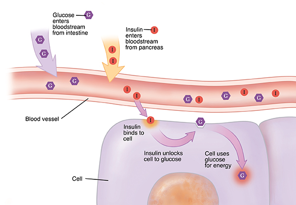 Closeup cross section of blood vessel near cells with insulin and glucose entering bloodstream. Insulin binds to cell. Glucose enters cell and is used for energy.
