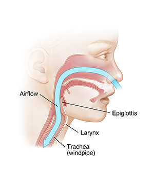 Side view of child's face showing air flowing throuugh nose into trachea.
