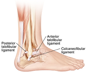 Side view of ankle bones showing posterior talofibular, calcaneofibular, and anterior talofibular ligaments.