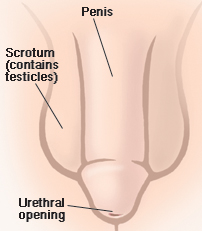 Front view of male genitals showing penis, scrotum, urethral openings