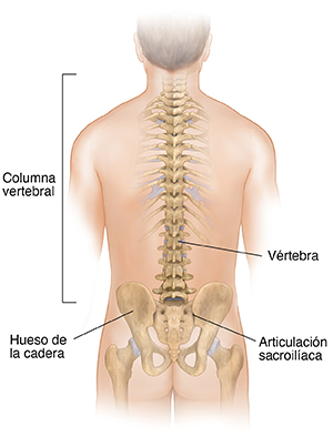 Vista posterior del torso de un hombre donde se ven la columna vertebral y la pelvis.