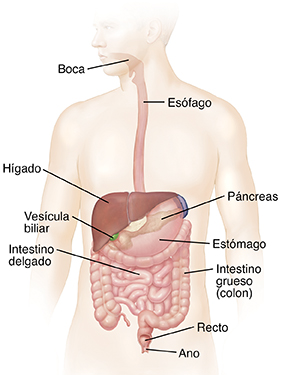 Contorno de un hombre que muestra el sistema digestivo.