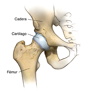 Vista frontal de una articulación normal de la cadera.