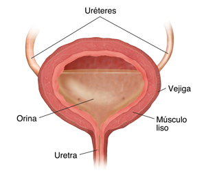 Corte transversal de la vejiga con orina.