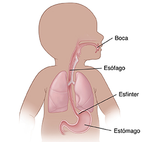 Vista frontal de un bebé donde se observan los pulmones y el tubo digestivo superior.