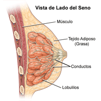 Ilustración de la anatomía del seno femenino, vista lateral