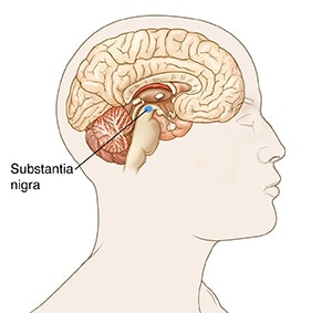 Outline of head with cross section of brain. Substantia nigra is small area in bottom center of brain.