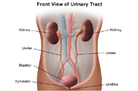 Illustration of the anatomy of the urinary system, front view