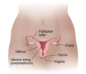 Front view of female pelvis showing cross section of uterus, ovaries, and fallopian tubes.
