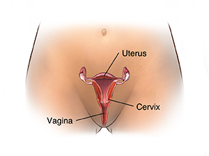 Front view of woman's pelvis showing cross section of uterus, cervix, and vagina.