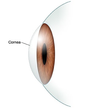 Side view of front part of eye showing cornea.