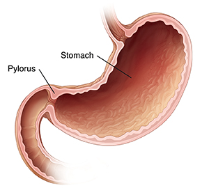 Cross section of normal stomach and pylorus.